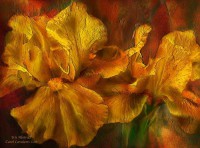 /album/carol-cavalaris2/carol-cavalaris-iris-abstract-jpg1/